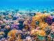 The Great Barrier Reef: The Mass Coral Bleaching Disaster