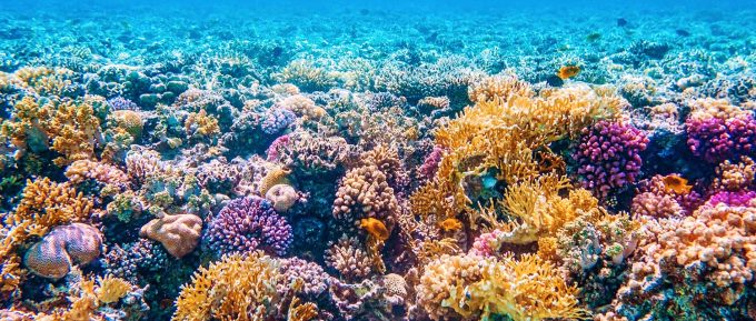 The Great Barrier Reef The Mass Coral Bleaching Disasternew